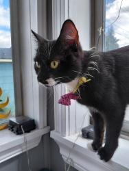 Found/Stray Unknown Cat last seen W Indiana Ave and Belt St, Spokane, WA 99205