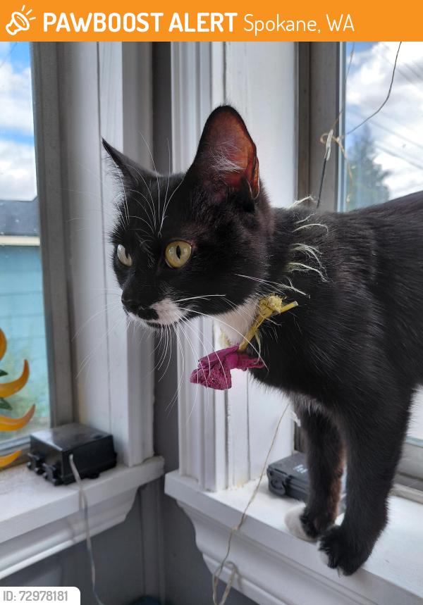 Found/Stray Unknown Cat last seen W Indiana Ave and Belt St, Spokane, WA 99205