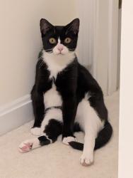 Reunited Female Cat last seen Steeplebush Road, Blackberry Road, Bixby Hill Road, Cedar Street, Essex Junction, VT 05452