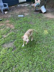 Found/Stray Female Dog last seen Wesleyan Dr, Bibb County, GA 31210