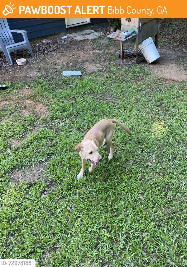 Found/Stray Female Dog last seen Wesleyan Dr, Bibb County, GA 31210