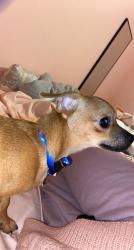 Lost Male Dog last seen Mayfield, Arlington, TX 76014