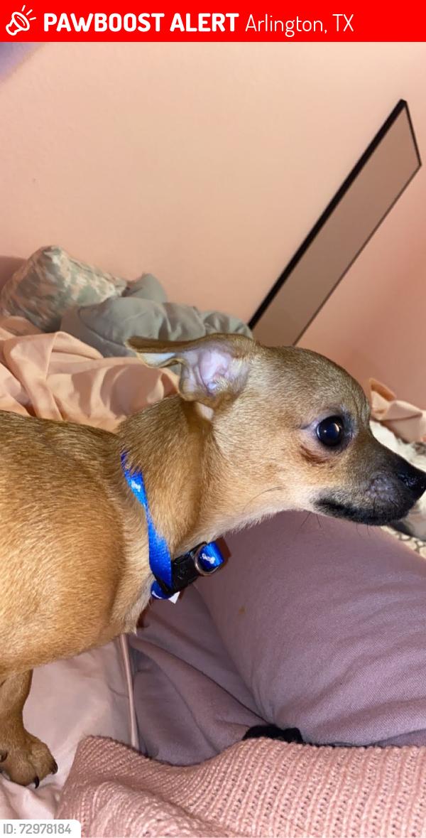 Lost Male Dog last seen Mayfield, Arlington, TX 76014