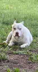 Reunited Male Dog last seen Near Knox Rd, McLeansville, NC 27301. , McLeansville, NC 27301