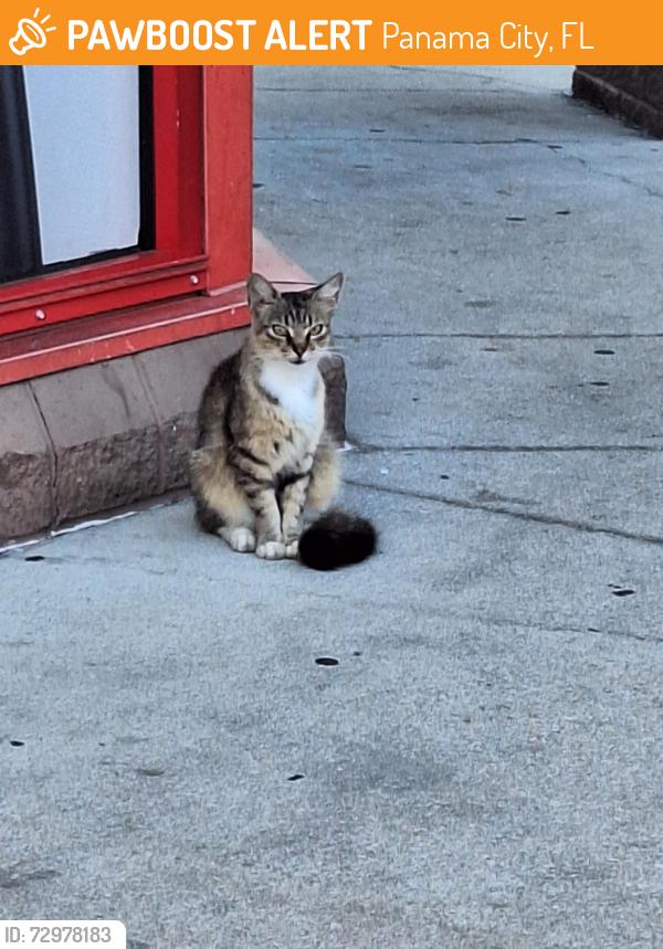 Found/Stray Unknown Cat last seen Circle K on 98 after Michigan Ave, Panama City, FL 32405