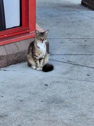 Found/Stray Unknown Cat last seen Circle K on 98 after Michigan Ave, Panama City, FL 32405
