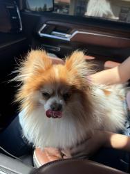 Found/Stray Male Dog last seen Hesperia rd, Hesperia, CA 92345