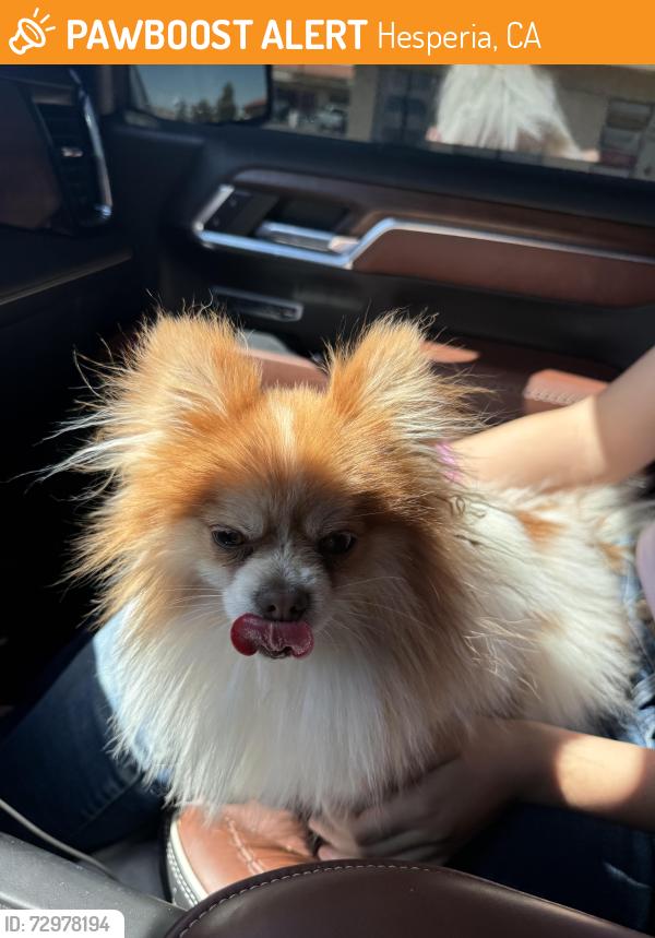Found/Stray Male Dog last seen Hesperia rd, Hesperia, CA 92345