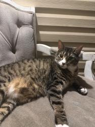 Lost Male Cat last seen Gutermuth, Cottleville, MO 63304