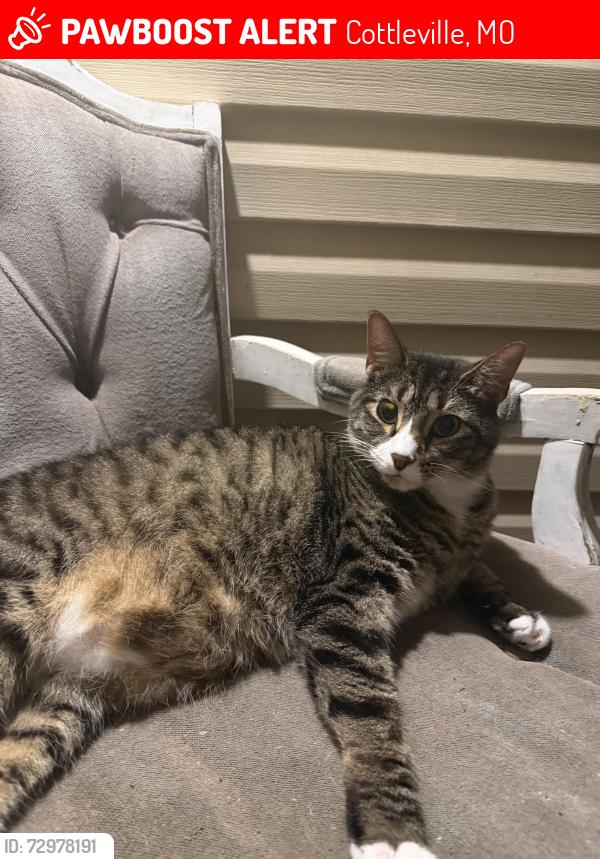 Lost Male Cat last seen Gutermuth, Cottleville, MO 63304