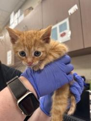 Shelter Stray Male Cat last seen Parker City, IN 47368, Fishers, IN 46038