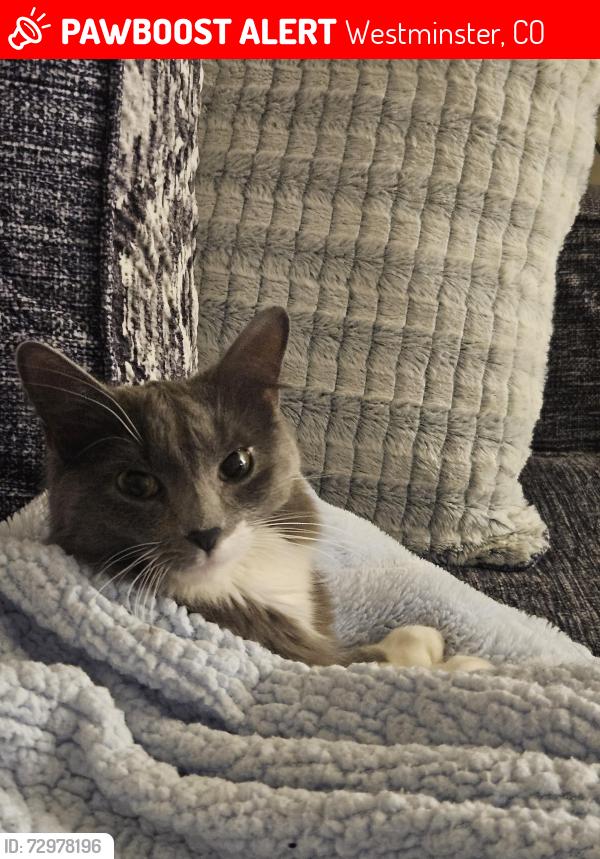 Lost Female Cat last seen 116th and pecos, Westminster, CO 80234