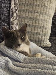 Lost Female Cat last seen 116th and pecos, Westminster, CO 80234