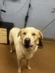 Shelter Stray Male Dog last seen Near peachtree industrial Blvd Chanblee, GA 30341, 30341, GA, Atlanta, GA 30341