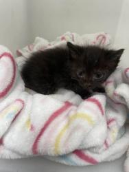 Shelter Stray Female Cat last seen Near Balfern ave, 21213, MD, Baltimore, MD 21230