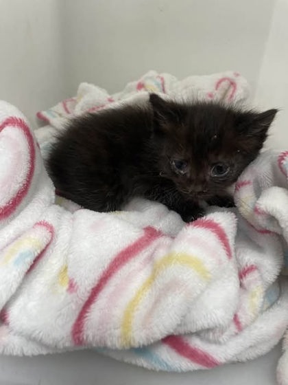 Shelter Stray Female Cat last seen Near Balfern ave, 21213, MD, Baltimore, MD 21230