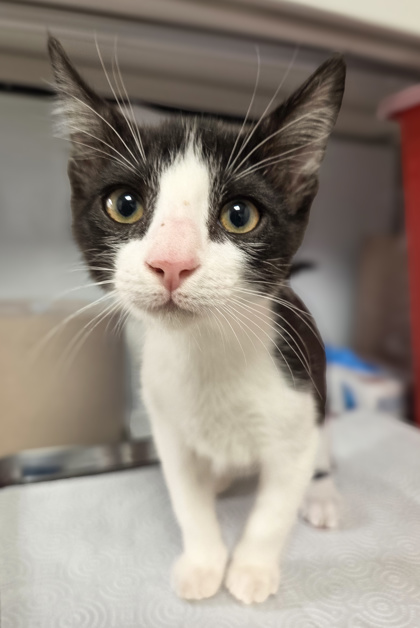 Shelter Stray Female Cat last seen E Dinuba Ave & S Academy Ave, Selma Zone Fresno CO 3 93662, CA, 1510 W Dan Ronquillo Dr, Fresno, CA 93706, USA