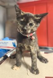 Shelter Stray Female Cat last seen N Chestnut and E Shields, Fresno Zone Fresno CO 2 93703, CA, 1510 W Dan Ronquillo Dr, Fresno, CA 93706, USA