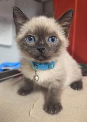 Shelter Stray Male Cat last seen N Chestnut and E Shields, Fresno Zone Fresno CO 2 93703, CA, 1510 W Dan Ronquillo Dr, Fresno, CA 93706, USA