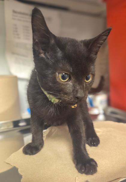 Shelter Stray Male Cat last seen N Chestnut and E Shields, Fresno Zone Fresno CO 2 93703, CA, 1510 W Dan Ronquillo Dr, Fresno, CA 93706, USA