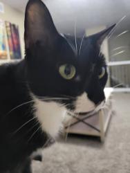 Lost Female Cat last seen Mall road, Florence, KY 41042