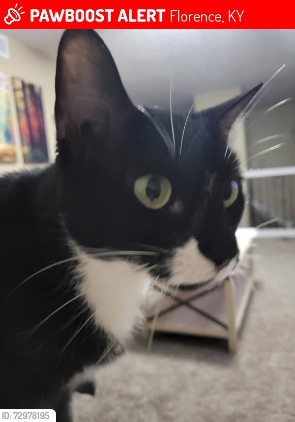 Lost Female Cat last seen Mall road, Florence, KY 41042