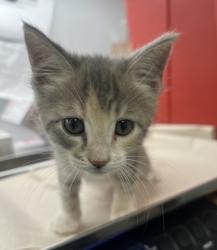 Shelter Stray Female Cat last seen S 9th St & E Kaviland Ave, Fresno Zone Fresno CO 1A 93725, CA, Fresno, CA 93706