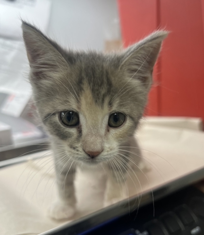 Shelter Stray Female Cat last seen S 9th St & E Kaviland Ave, Fresno Zone Fresno CO 1A 93725, CA, Fresno, CA 93706