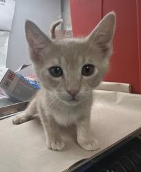 Shelter Stray Male Cat last seen S 9th St & E Kaviland Ave, Fresno Zone Fresno CO 1A 93725, CA, Fresno, CA 93706