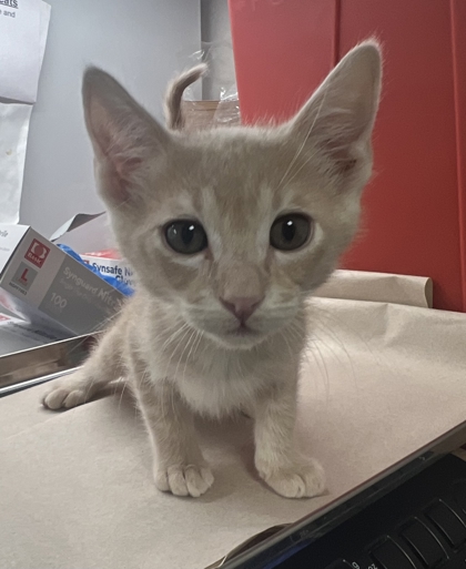 Shelter Stray Male Cat last seen S 9th St & E Kaviland Ave, Fresno Zone Fresno CO 1A 93725, CA, Fresno, CA 93706