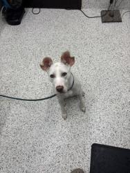 Shelter Stray Female Dog last seen Atlanta, GA 30303, Atlanta, GA 30336