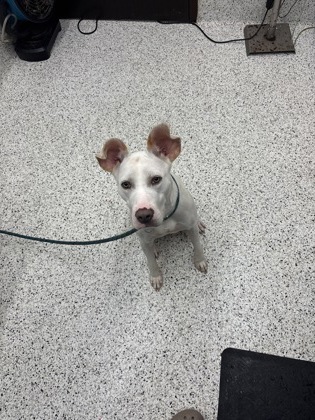Shelter Stray Female Dog last seen Atlanta, GA 30303, Atlanta, GA 30336