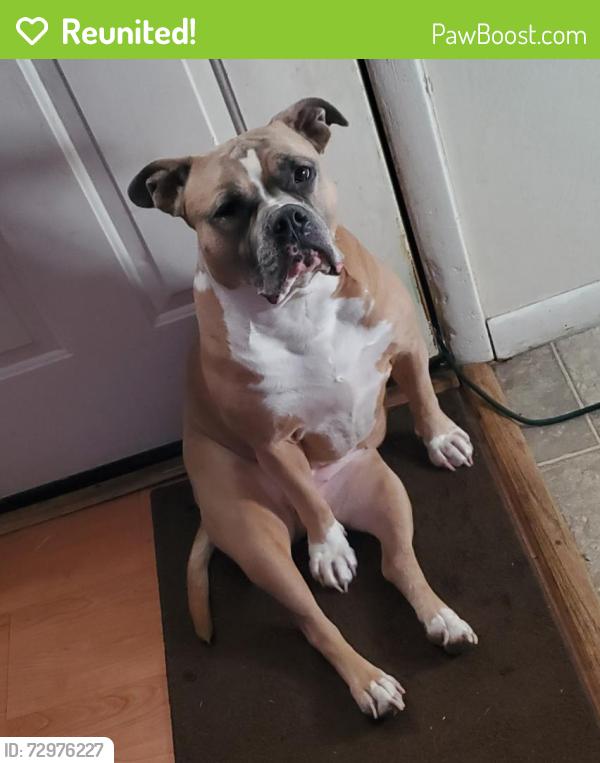 Reunited Female Dog last seen Oak Terrace and Weston, Royal Pines, NC 28704