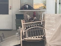Found/Stray Male Bird last seen Dillon/Langlois, Desert Hot Springs, CA 92240