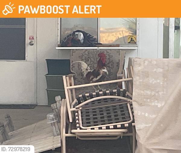 Found/Stray Male Bird last seen Dillon/Langlois, Desert Hot Springs, CA 92240