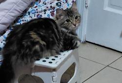 Lost Female Cat last seen Last seen 368 New lots Apt 2F, Brooklyn, NY 11207