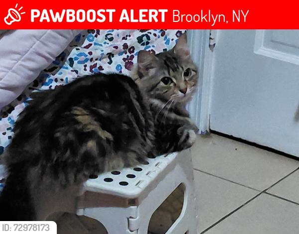 Lost Female Cat last seen Last seen 368 New lots Apt 2F, Brooklyn, NY 11207