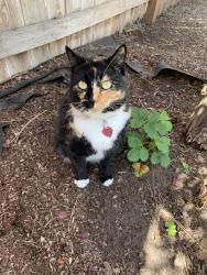 Lost Female Cat last seen Greenleaf Ave and Lowe Road, Mead, WA 99021