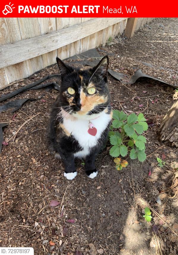 Lost Female Cat last seen Greenleaf Ave and Lowe Road, Mead, WA 99021