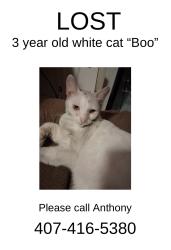 Lost Female Cat last seen Bonnie Trail Longwood FL, Longwood, FL 32750