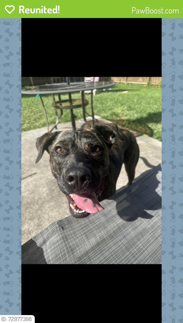 Reunited Female Dog last seen Berkshire Dr, Port St. Lucie, FL 34952