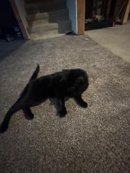 Reunited Male Cat last seen Near SE Humingbird Circle, Waukee, IA 50263