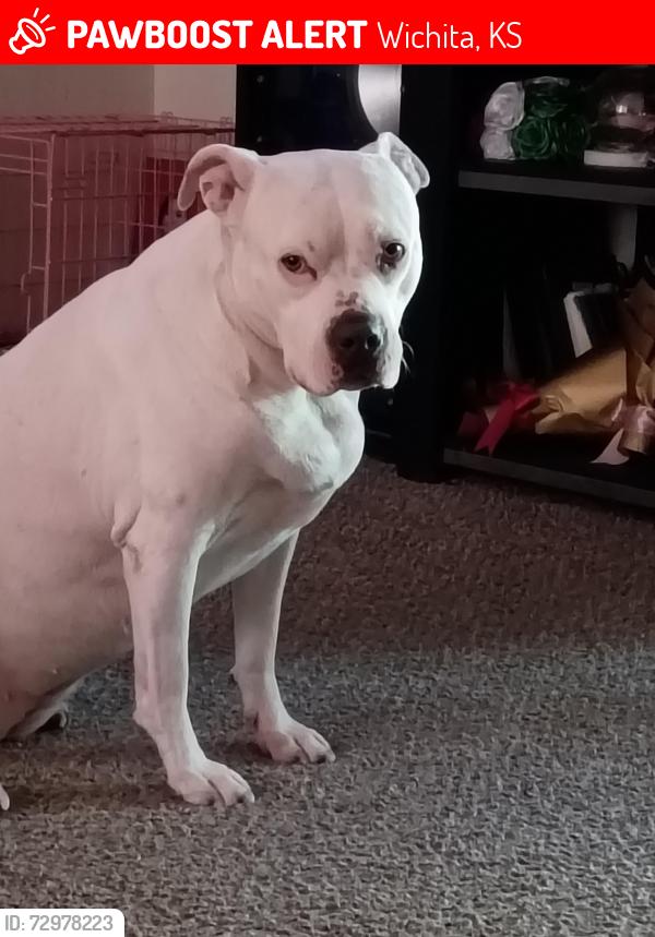Lost Female Dog last seen Meridian , Wichita, KS 67213