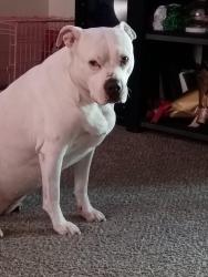 Lost Female Dog last seen Meridian , Wichita, KS 67213