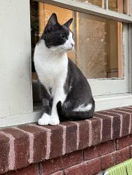 Reunited Male Cat last seen Ponce de Leon court near glenwood school, Decatur, GA 30030