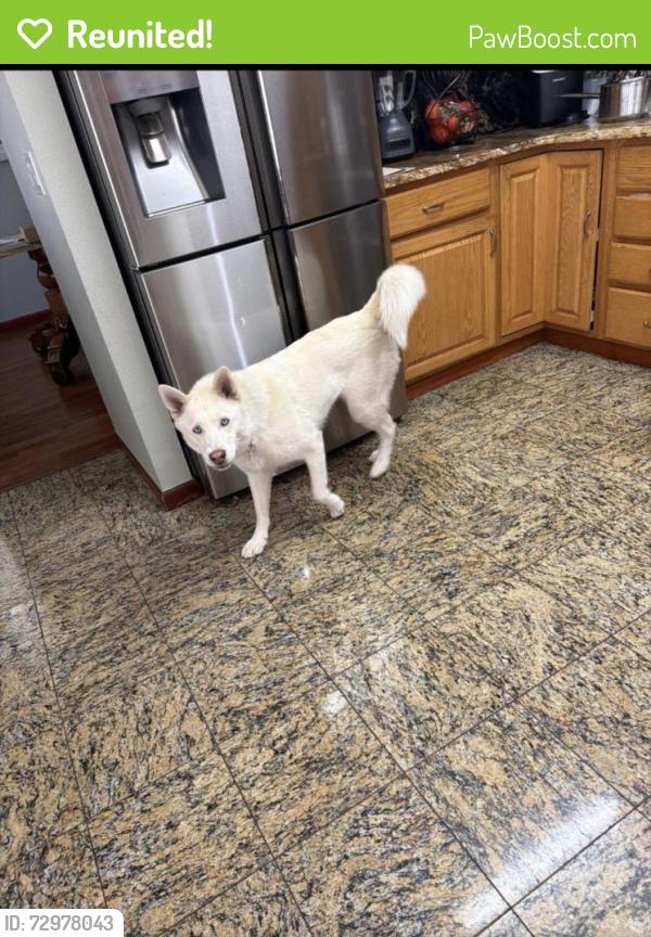 Reunited Female Dog last seen Tower and Iliff , Aurora, CO 80013