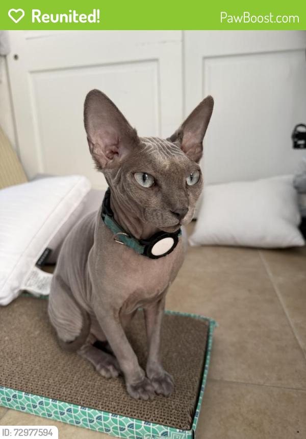 Reunited Male Cat last seen Behind Publix (Sunrise Blvd), Fort Lauderdale, FL 33304