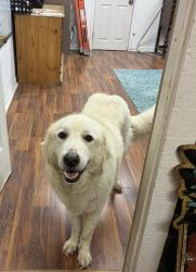 Reunited Unknown Dog last seen Wonder World Park, San Marcos, TX 78666