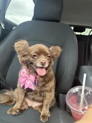 Lost Female Dog last seen W 44th and Dover , Wheat Ridge, CO 80033
