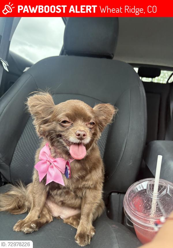 Lost Female Dog last seen W 44th and Dover , Wheat Ridge, CO 80033